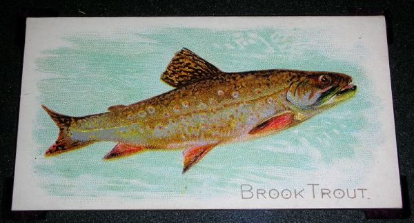 4 Brook Trout